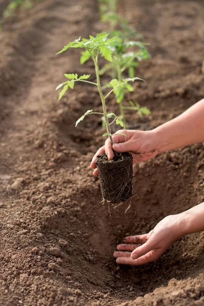 Les Mains Femelles Ensemencement Nouvelle Plante Tomate Avec Racine Dans — Photo