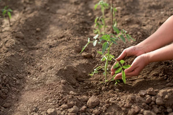 土壌を持つ菜園で新しいトマトの植物を播種する女性の手 — ストック写真
