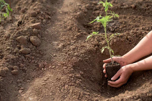 Vrouwelijke Handen Zaaien Nieuwe Tomatenplant Een Moestuin Met Wortel — Stockfoto