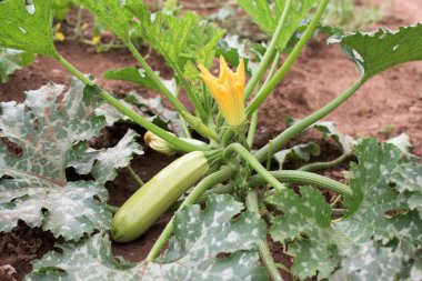 Genç kabak çiçeği ve sebzeli bitki.