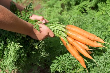 Havuç parçalı yakın çekim. Çocuk havuç topluyor ve tutuyor. Toprakla kirletilmiş havuç, el ve havuç..