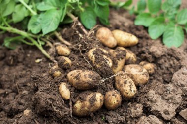 Toprağın dışında taze patates ve çiğ patates.