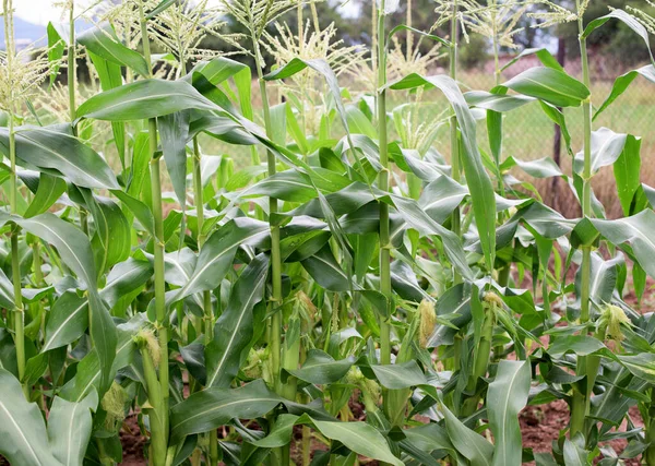 Ein Teil Der Maispflanzen Heimischen Gemüsegarten — Stockfoto