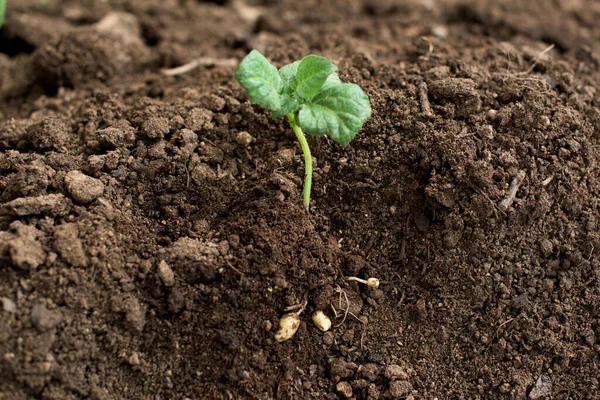 Junge Kartoffelpflanze Außerhalb Des Bodens Mit Kleinen Kartoffeln — Stockfoto