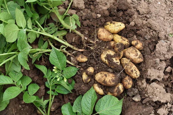 Planta Papa Joven Fuera Del Suelo Con Papas Crudas Con — Foto de Stock