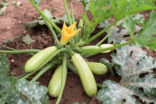 Zucchini Pflanze Mit Vielen Früchten Gemüsegarten lizenzfreie Stockbilder