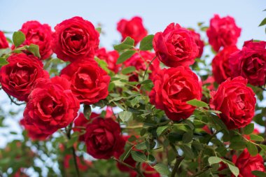 Bahar bahçesindeki güzel kırmızı güller. Gökyüzünde kırmızı gül. Arka planda. Yakın plan.