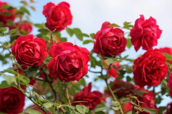 Beautiful Bush Red Roses Spring Garden Red Rose Sky Background — Stock Photo, Image