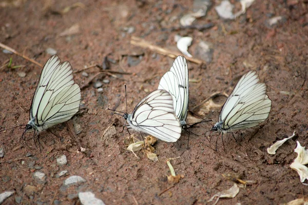 Beaucoup Beaux Papillons Blancs Sur Rive Rivière Aporia Crataegi Fermer — Photo