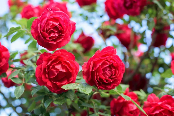 Krásný Keř Rudých Růží Jarní Zahradě Červená Růže Keř Detail Stock Fotografie