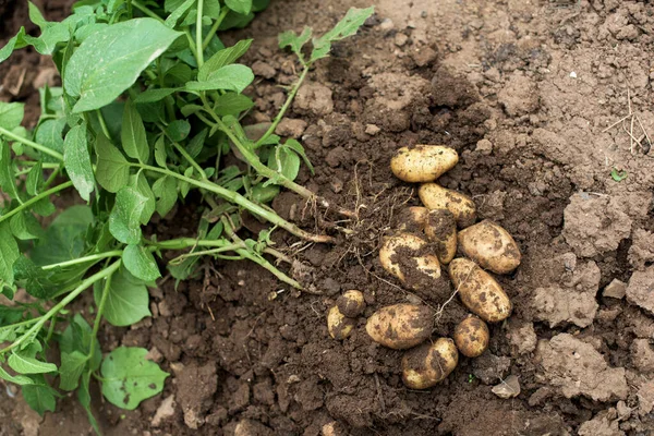 土外的马铃薯幼苗 生土豆和新鲜叶子 图库图片