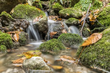 Yosun ve düşmüş yaprakları ile kayalar arasında küçük şelale ile Sonbahar sahnesi.