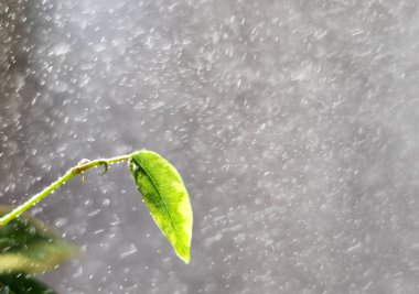 Bahar yağmur. Uzun pozlama üzerinde yağmur. Bahar yaprakları ve bir yağmur damlaları. Bahar ağaçta bırakır. Ağaçların güneş ışınları altında yeşil yaprak.