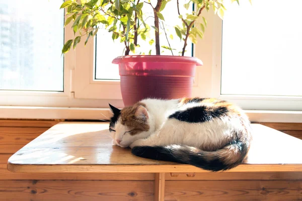 Chiudi Tre Gatti Colore Sdraiati Sulla Finestra Del Balcone — Foto Stock