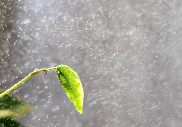 春天的雨 雨在长时间曝光 春天树叶和滴雨 春天树上的叶子 绿太阳的光束下树上的叶子 免版税图库照片