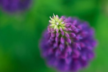 mavi kurt makro tonda