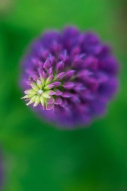 mavi kurt makro tonda