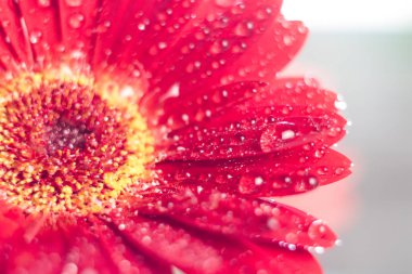 Pembe gerbera çiçek ile su damlası yakın kadar tonda