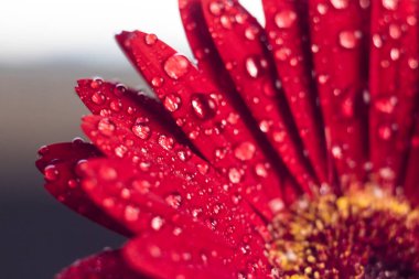 Pembe gerbera çiçek ile su damlası yakın kadar tonda