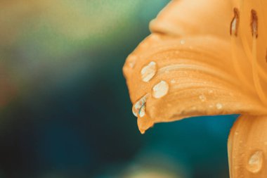 Bir gün zambak parlak bir büyük çiçeğin taçyapraklarını çok sayıda su damlaları ile kaplıdır. tonda