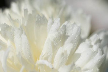 Soyut yakın çekim Beyaz Şakayık Çiçeği