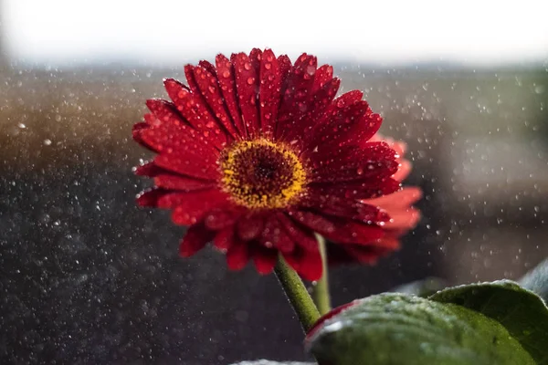 Pembe gerbera çiçek ile su damlası yakın kadar tonda