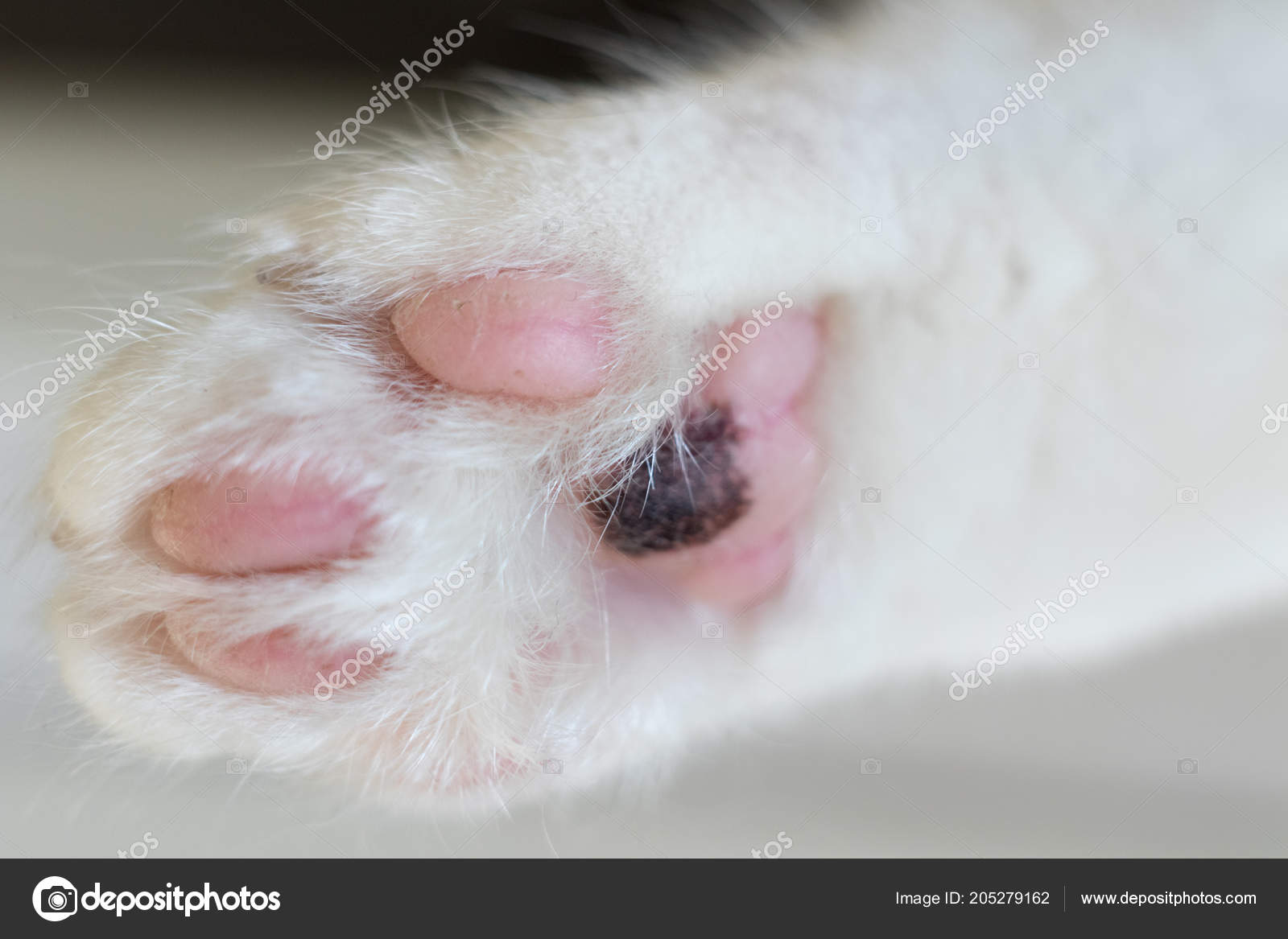 White Fluffy Cat S Paws Pink Pads Stock Photo By C Anna Bortnikova 205279162