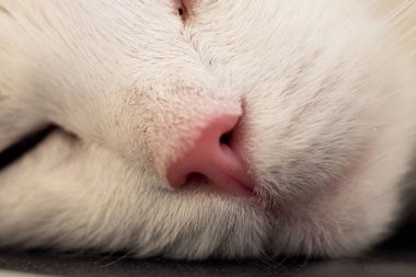 Üç kedi yakın çekim yüz ayrıntı renkli