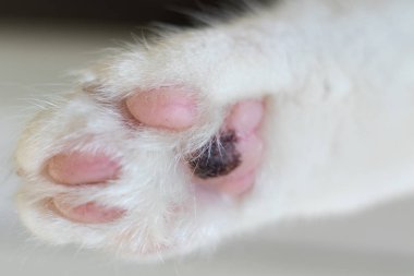 beyaz tüylü kedi pençesi pembe yastıkları ile.