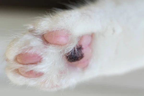beyaz tüylü kedi pençesi pembe yastıkları ile.
