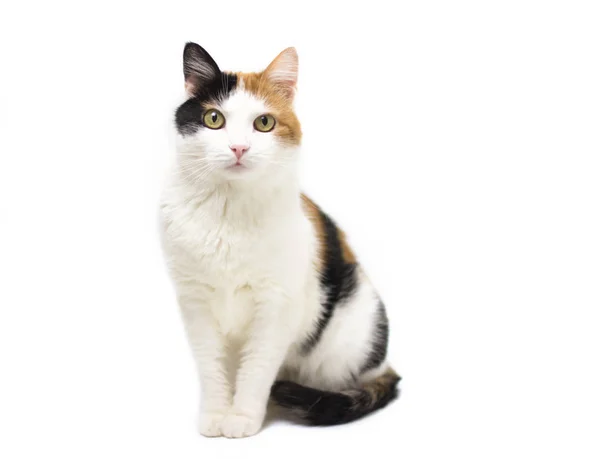 Schildkröte dreifarbige junge Katze auf weißem Hintergrund — Stockfoto