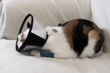Yetişkin kedi--dan tırmalamak beyaz bir arka plan yaraya korumak için plastik koni tasma takmış