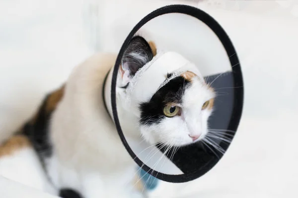 Взрослый кот носит пластиковый воротник конуса, чтобы защитить его от царапания раны на белом фоне — стоковое фото