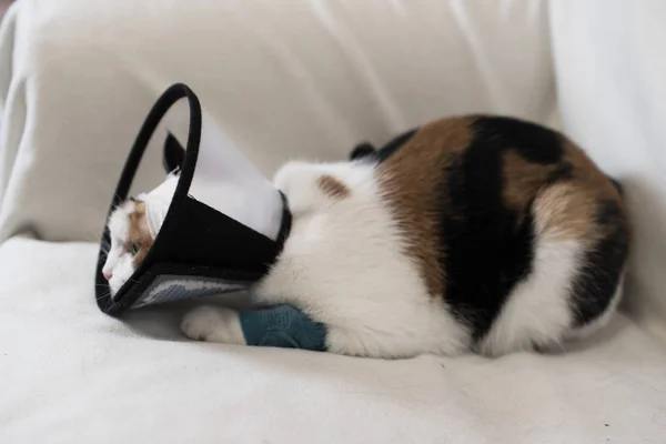 Yetişkin kedi--dan tırmalamak beyaz bir arka plan yaraya korumak için plastik koni tasma takmış