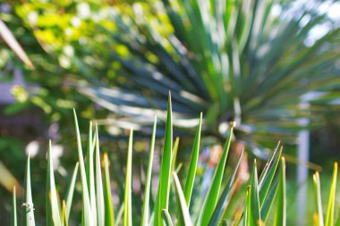 Taze Pandan izole üzerinde beyaz arka plan bırakır. Beyaz arka plan üzerinde izole ot bıçaklar - Yatay Panorama - bıçaklarının yeşil yaprakları