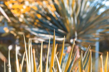Taze Pandan izole üzerinde beyaz arka plan bırakır. Beyaz arka plan üzerinde izole ot bıçaklar - Yatay Panorama - bıçaklarının yeşil yaprakları
