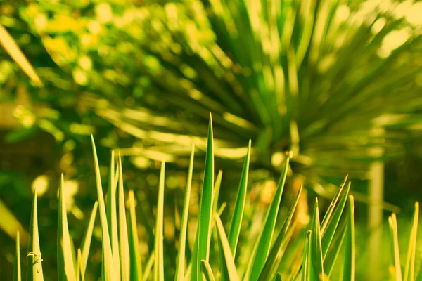 Fresh Pandan leaves isolated on white background.Green Leaves of Grass Blades - Horizontal Panorama - Blades Isolated on White Background — Stock Photo, Image