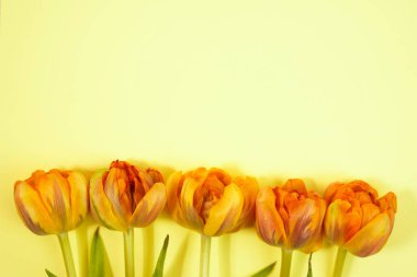 Mesaj için alan ile coloful arka planda lale satır. Anneler günü arka plan. Üst görünüm