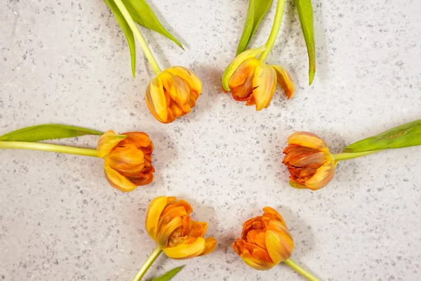 Ряд тюльпанів на тлі coloful з простором для повідомлення. День матері фону. Вид зверху — стокове фото
