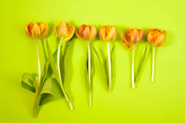 Rangée de tulipes sur fond coloré avec espace pour le message. Contexte de la fête des mères. Vue du dessus — Photo