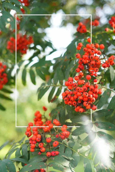 Rowan branches covered with beautiful red berries with frame — Stock Photo, Image