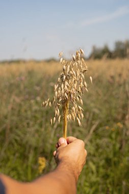 Yulaf tanesinin erkek el tutma dalı, yaz günü tarım alanında hasata hazır, arka planda mavi gökyüzü ile
