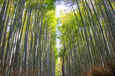 Arashiyama bambu grove Kyoto, Japonya için güneş arka plan üzerinde