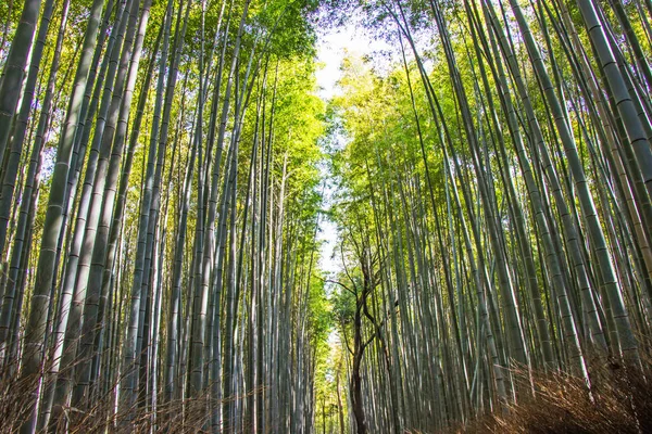 Arashiyama bambu grove Kyoto, Japonya için güneş arka plan üzerinde