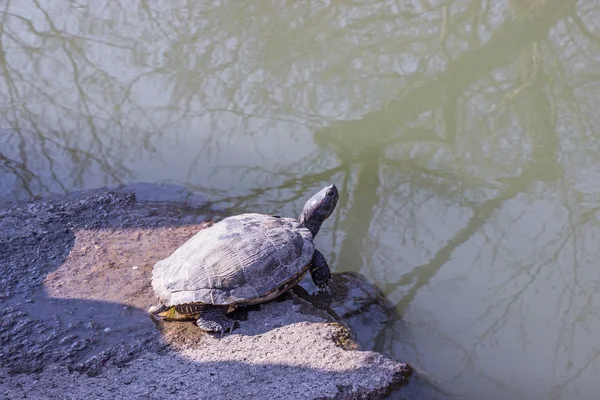 Bain Soleil Tortue Couleur Noire Sur Pierre Près Étang Intérieur — Photo