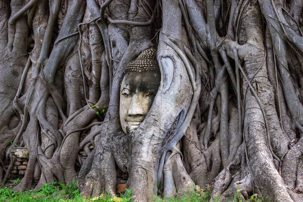 Cabeza Estatua Buda Raíz Del Árbol Bodhi Wat Mahathat Ayutthaya — Foto de Stock