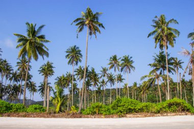 Palmiye ağaçları ve güzel tropikal beach Koh Kood adlı üzerinde parlak gökyüzü Trat il Tayland ada.