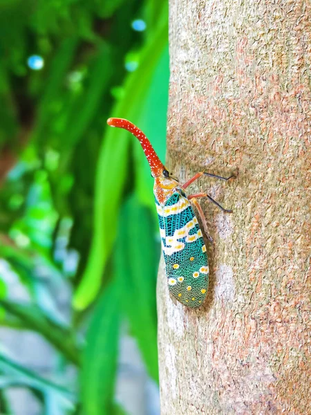 Färgglada Insekt Cicada Eller Lanternflies Pyrops Candelaria Insekt Träd Naturen — Stockfoto