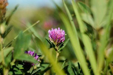 güzel çiçekli çayır yonca