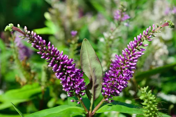 Belles Étonnantes Fleurs Violettes — Photo